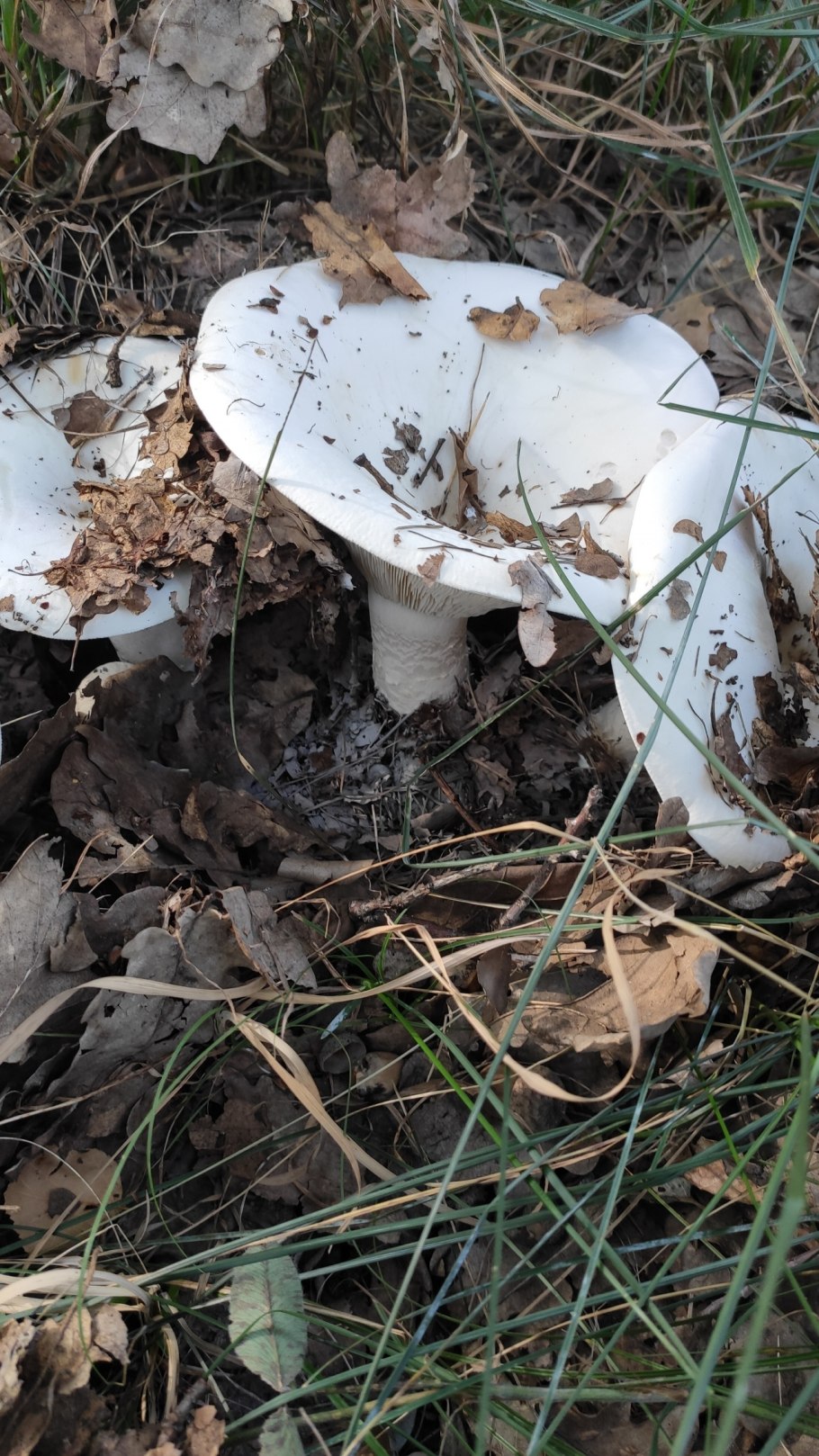 Грибы наподобие шампиньонов