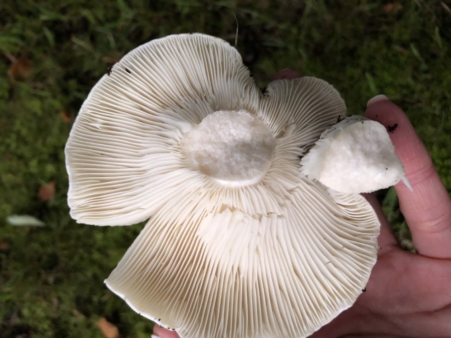 Гриб в Канаде на полтора километра