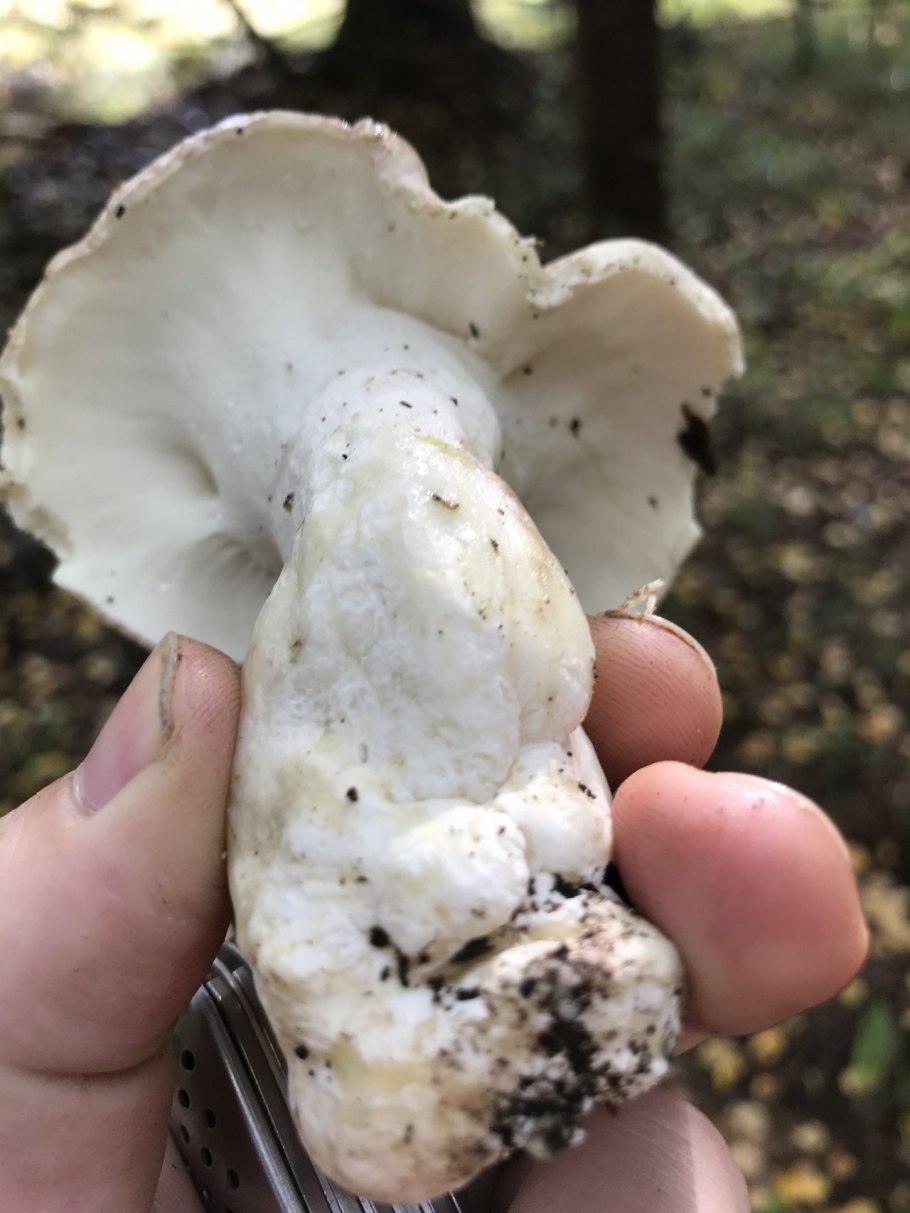 Трутовик овечий Альбатреллус