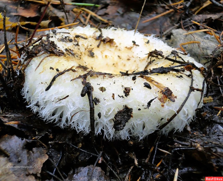 Осиновый груздь (Lactarius controversus)