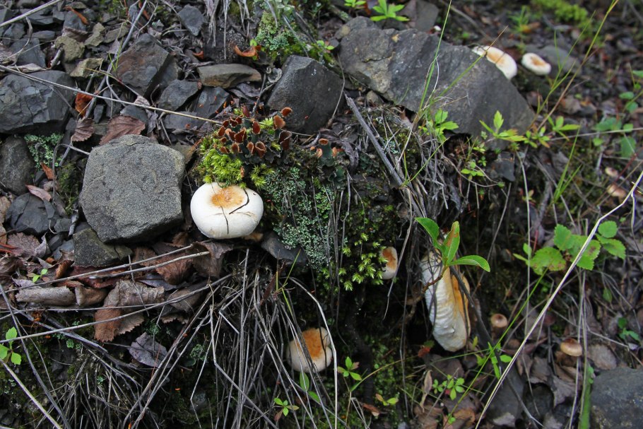 Сезон грибов белянок время собирать когда