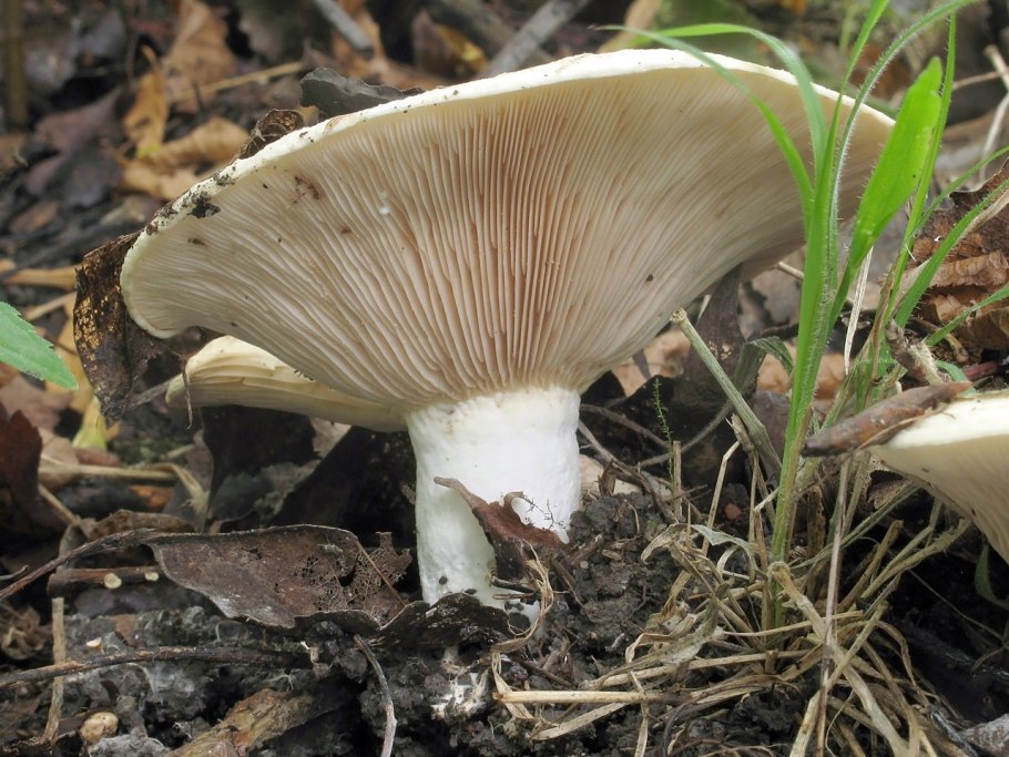 Груздь осиновый (Lactarius controversus pers.)