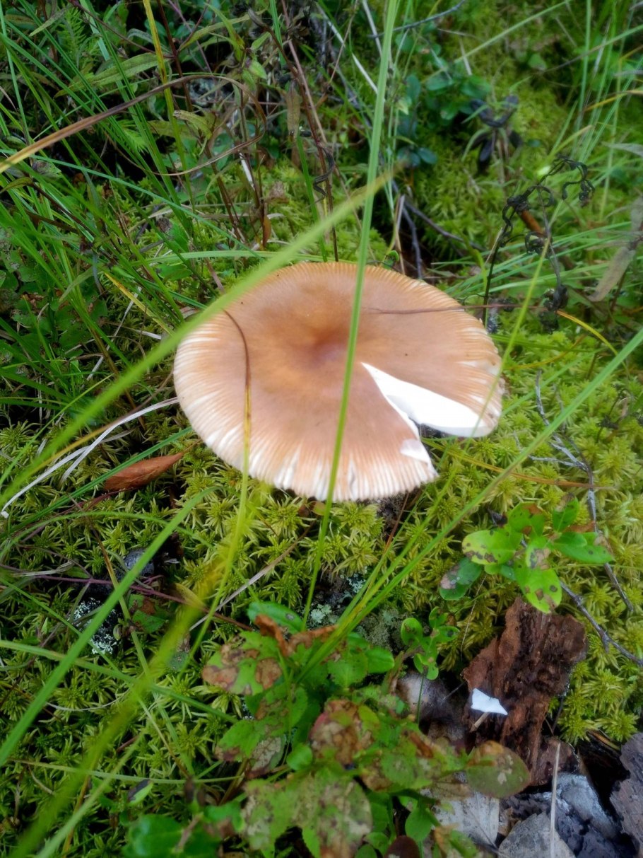 Югорский Люффель гриб