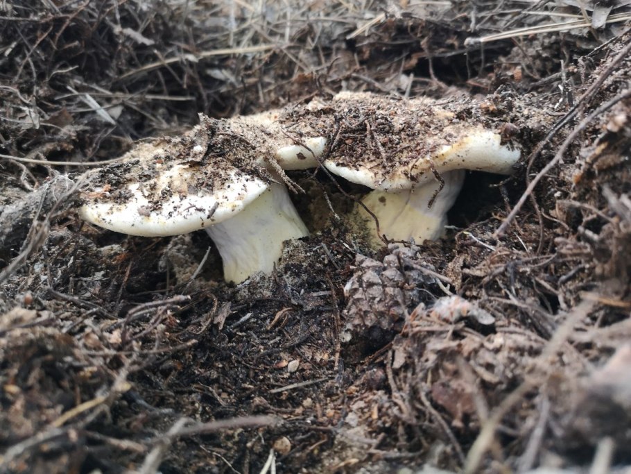 Гриб губчатый белого цвета