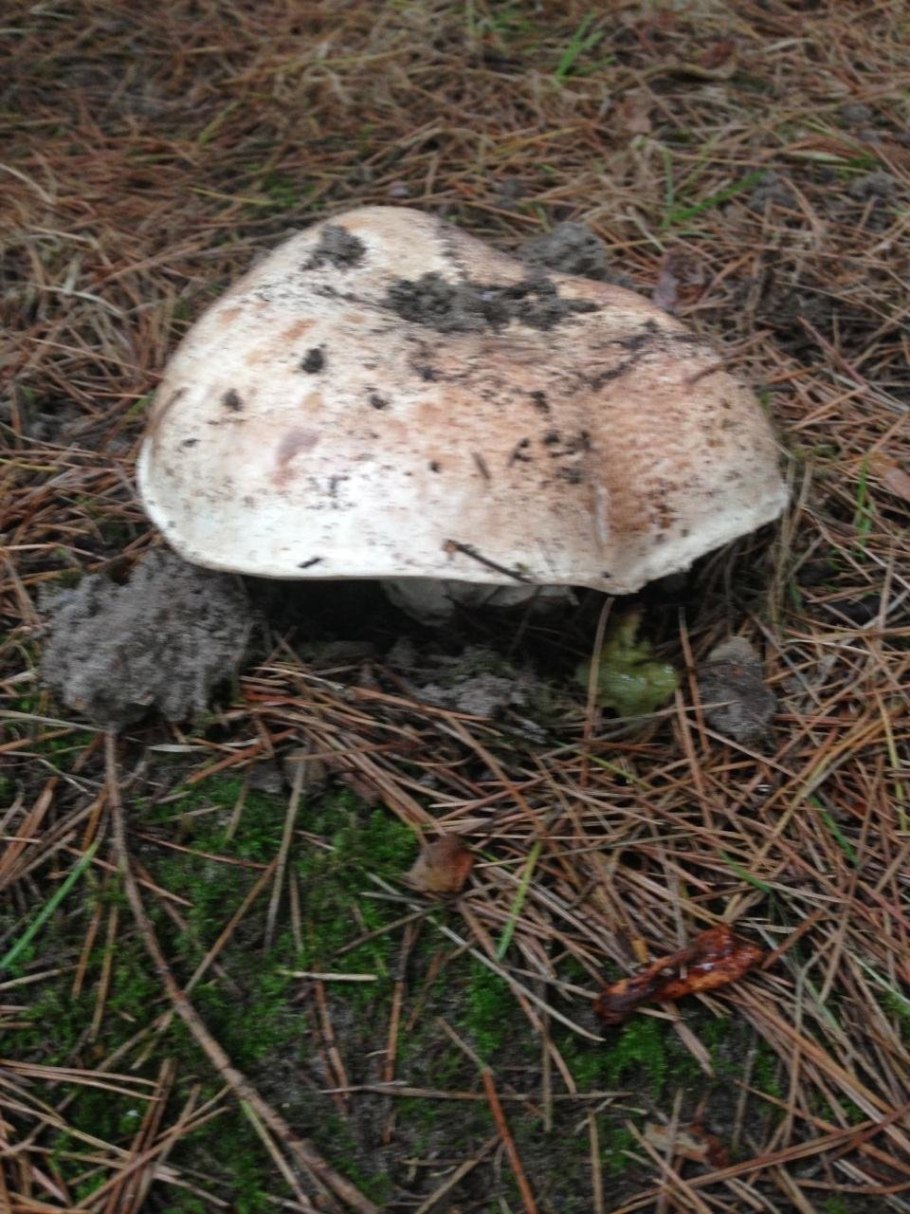 Шампиньоны двукольцевые