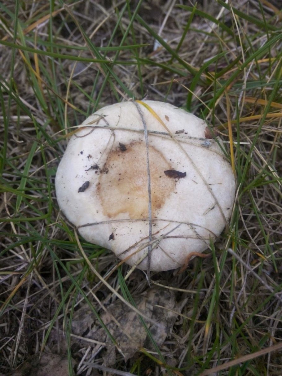 Волнушка белая Lactarius pubescens