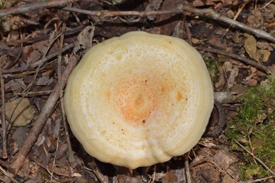 Гриб груздь ядовитый