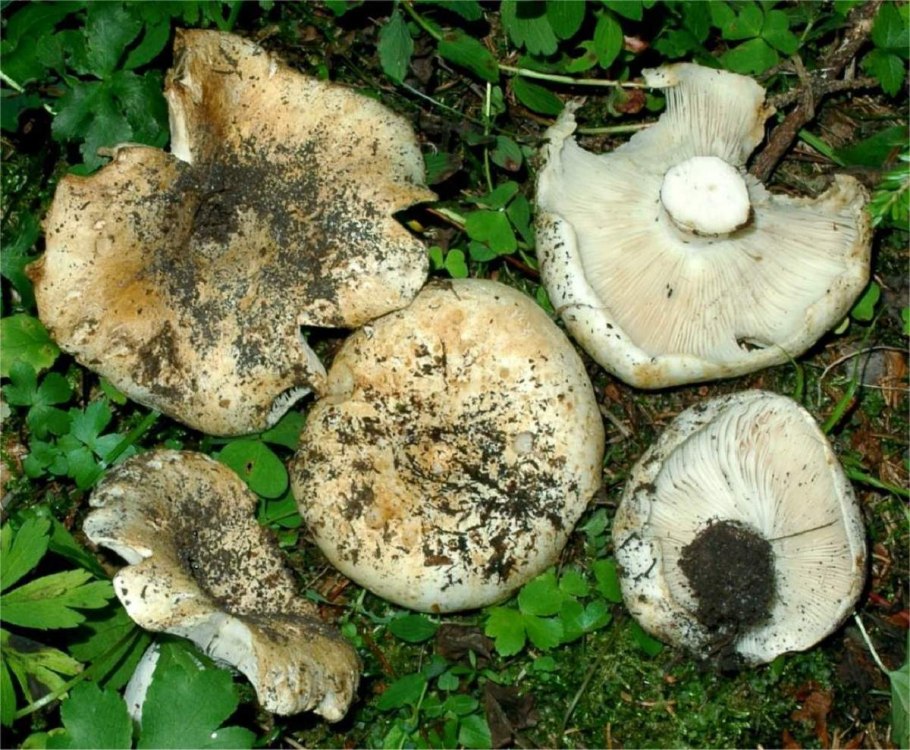 Russula Delica (подгруздок белый)