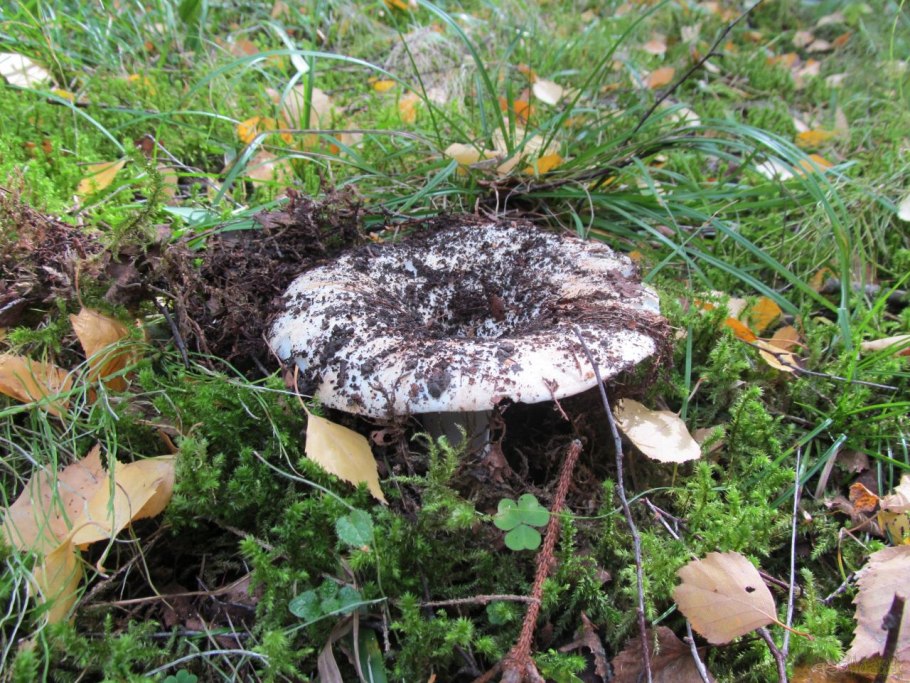 Russula delica (подгруздок белый)