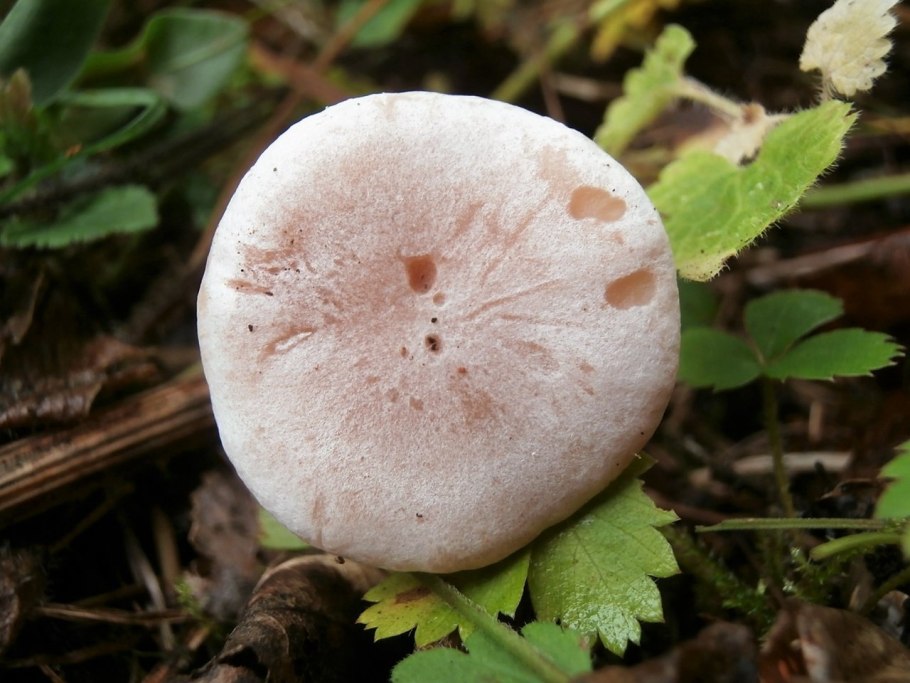 Говорушка Удмуртия