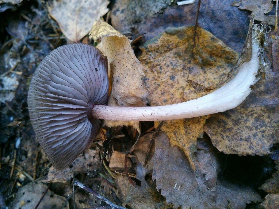 Редкие грибы Удмуртии