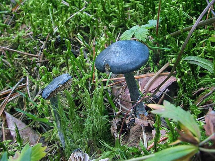 Entoloma nitidum гриб