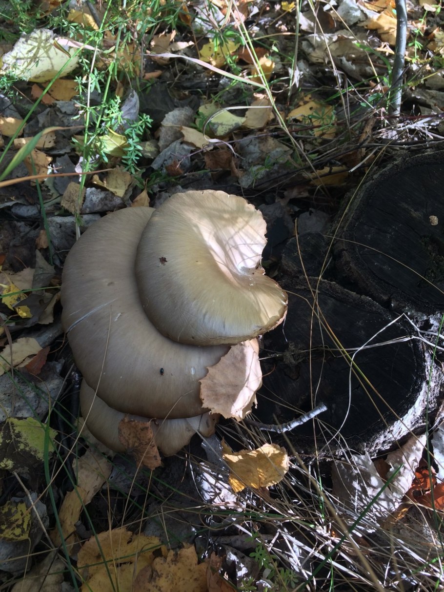 Шампиньоны Набережные Челны