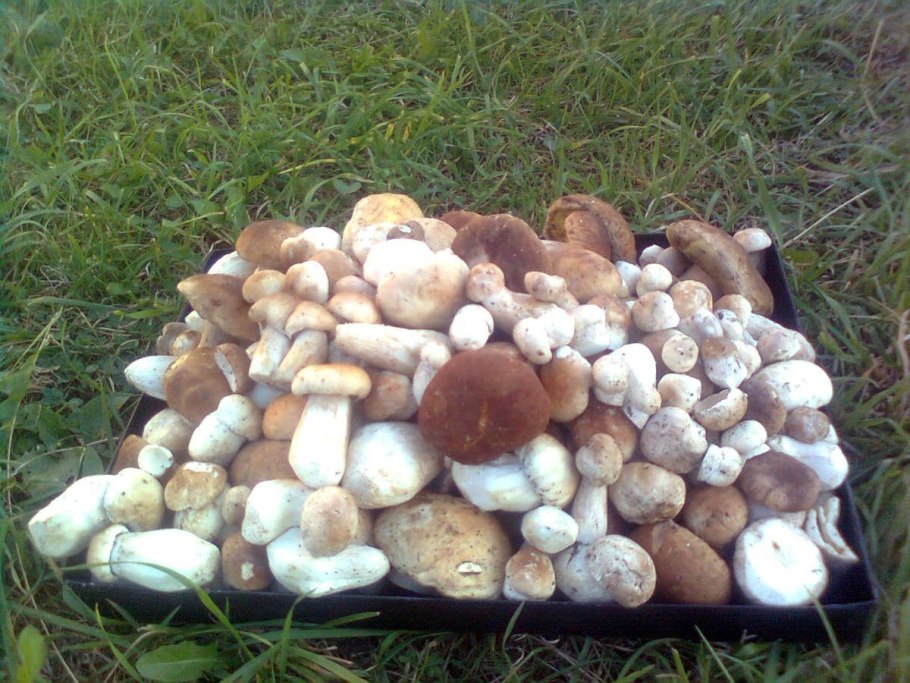 Грибы на Алёховщине