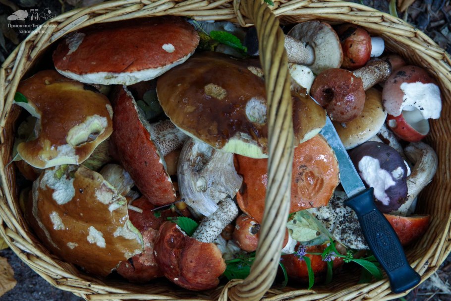 Штраф за грибы и ягоды