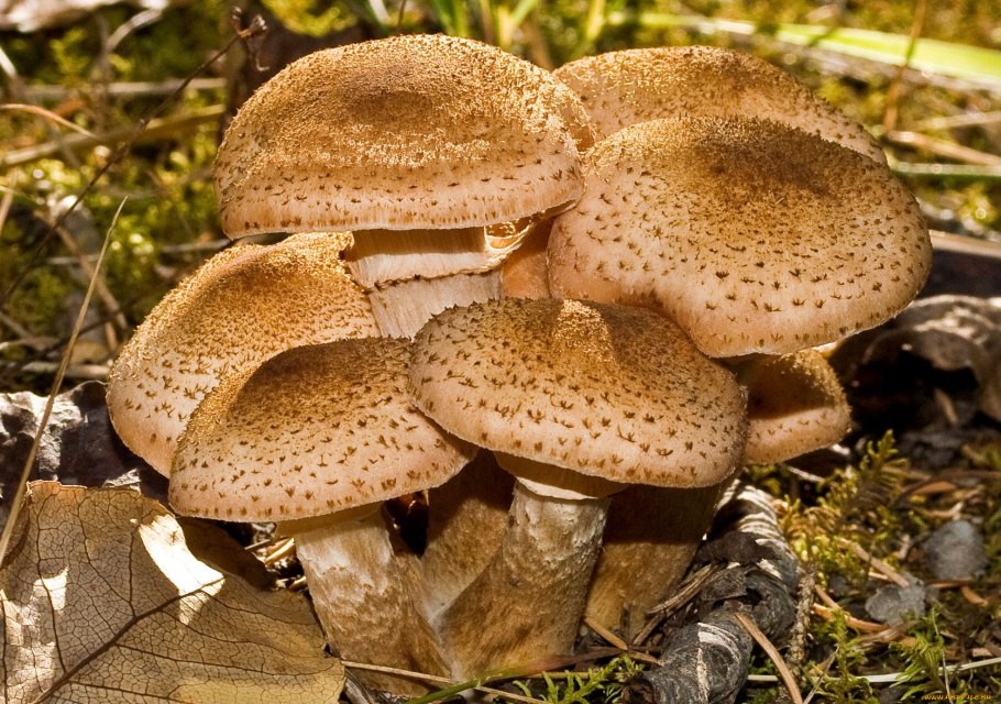 Armillaria mellea; Armillaria Borealis