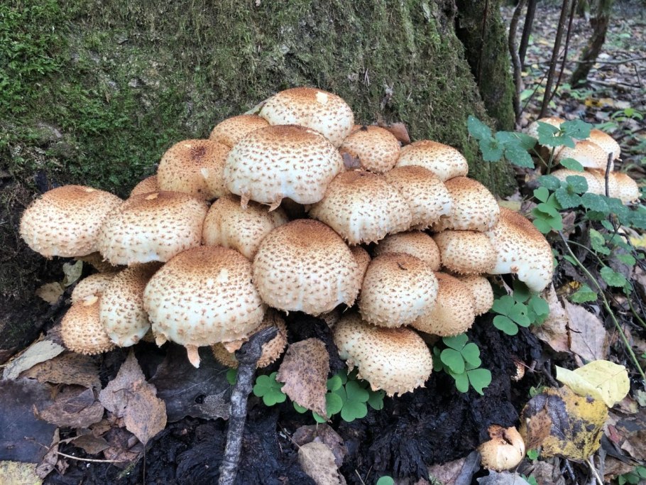 Гриб чешуйчатка обыкновенная Pholiota squarrosa