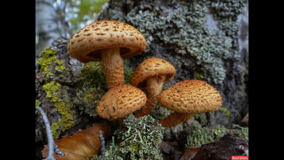 Чешуйчатка золотистая (Pholiota aurivella)