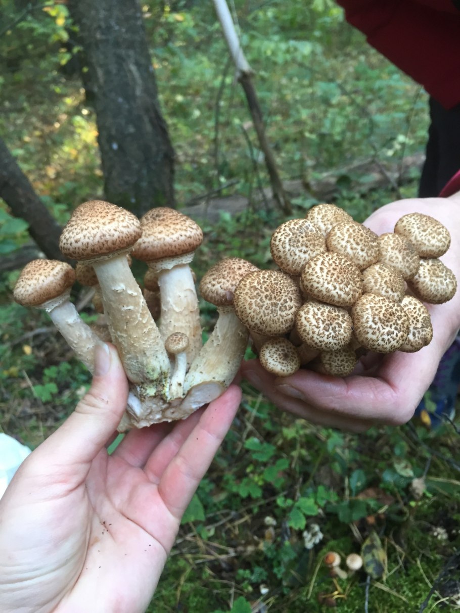 Опята Королевские и чешуйчатка