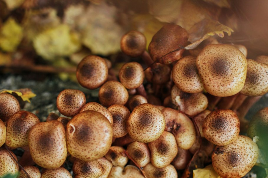 Чешуйчатка золотистая ивняк