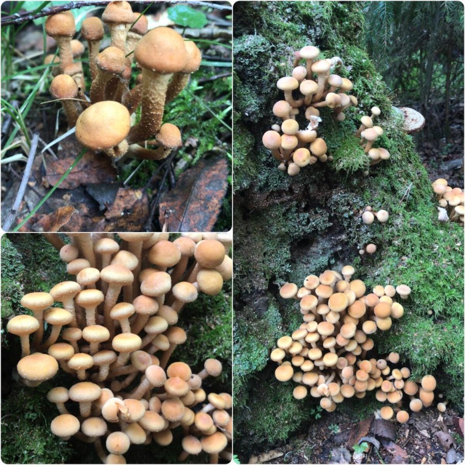 Опята Королевские и чешуйчатка