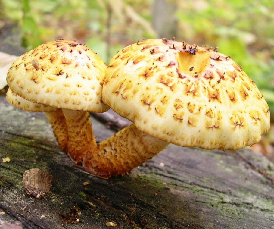 Чешуйчатка золотистая pholiota aurivella