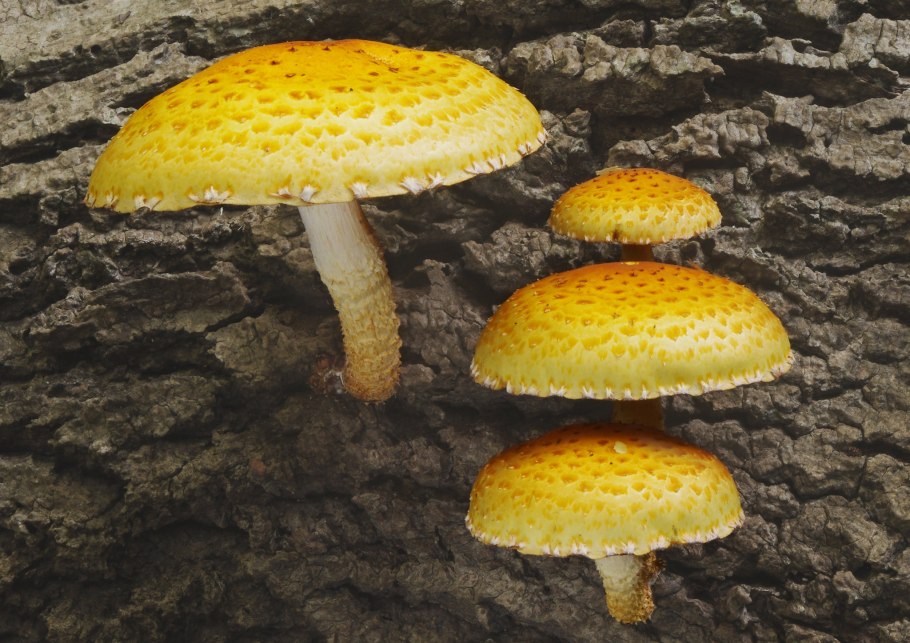 Чешуйчатка золотистая гриб