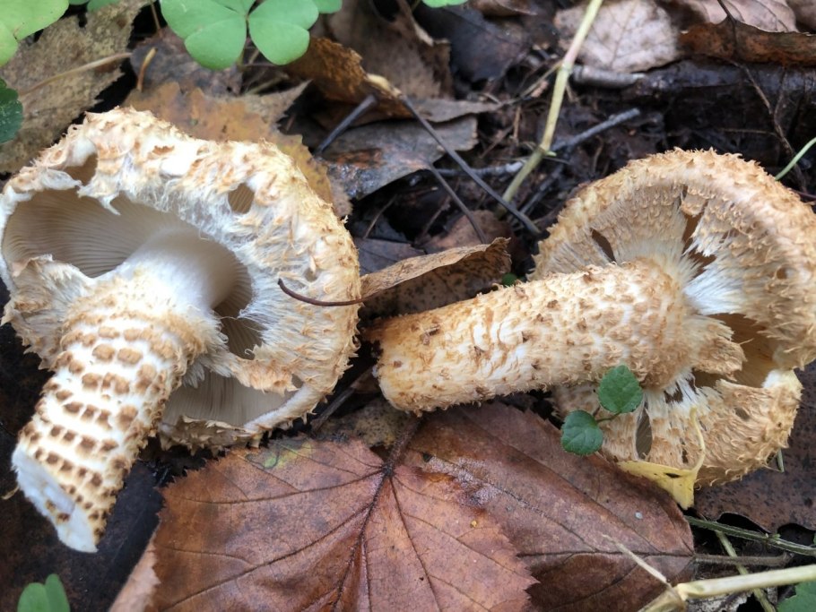 Вешенка Чешуйчатая