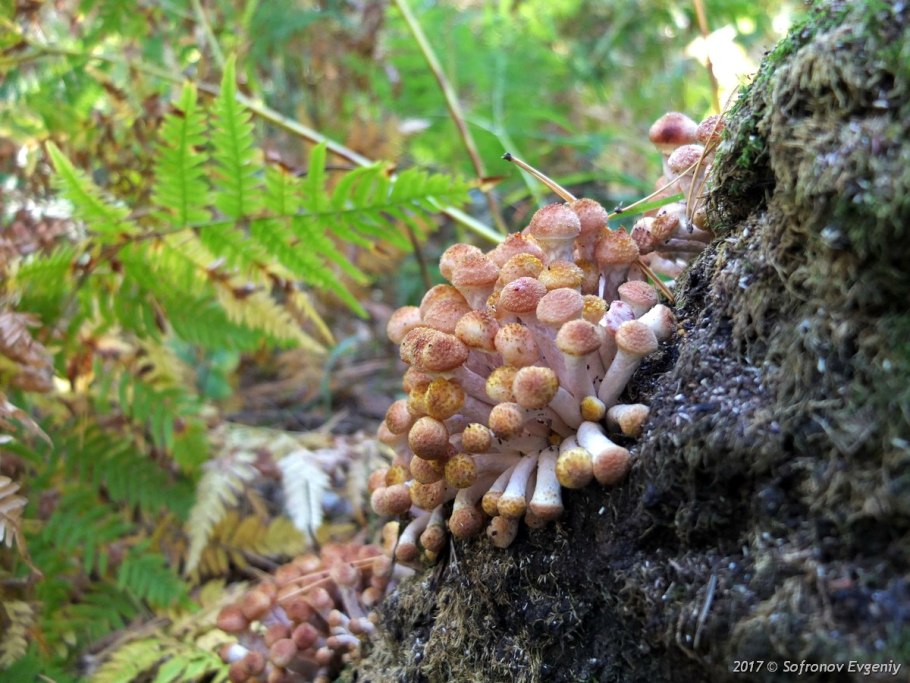 Чешуйчатка Сосновая Pholiota pinicola