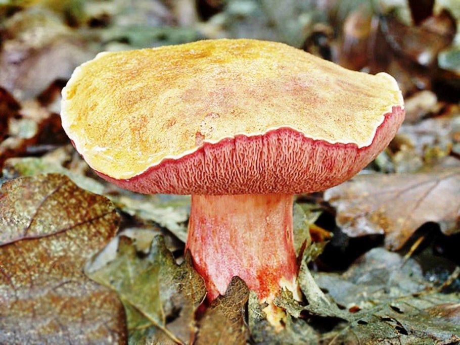 Маслёнок рубиновый (Suillus rubinus)