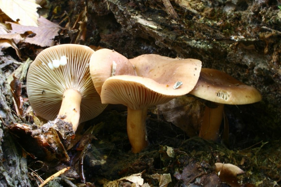 Lactarius romagnesii