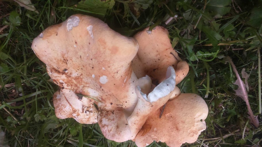 Мицена игловидная