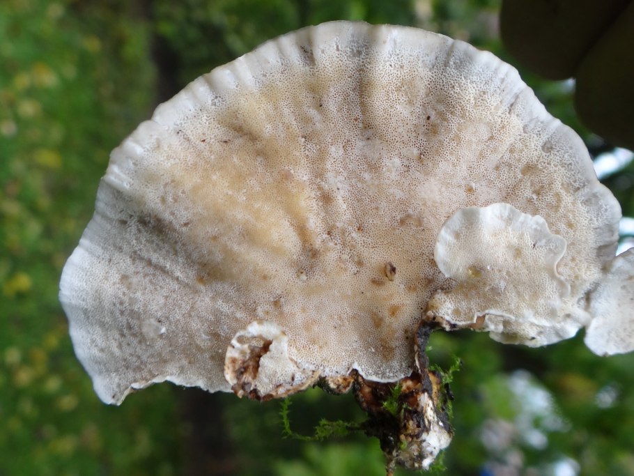 Гриб Мицена кровяноножковая