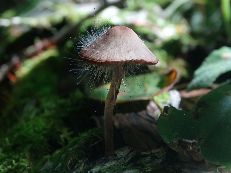 Боровик прекрасный Rubroboletus pulcherrimus