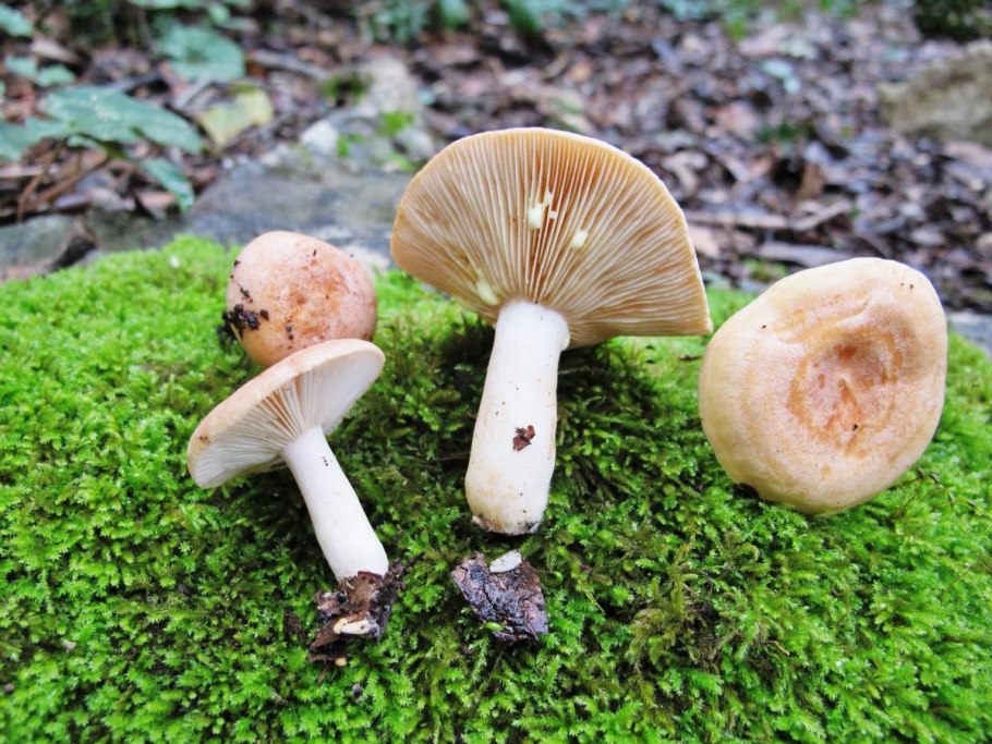 Гриб волнушка розовая