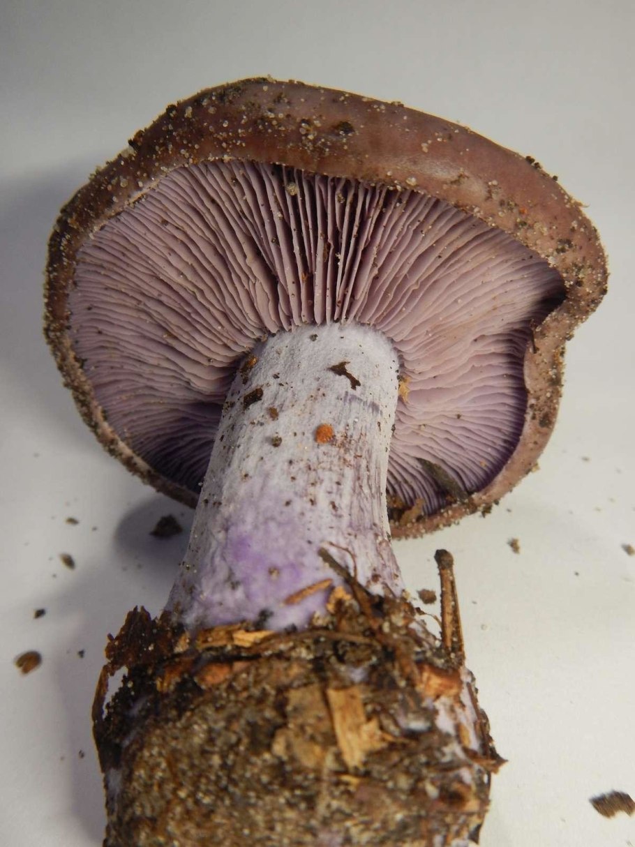 Сыроежка розовая Russula rosea