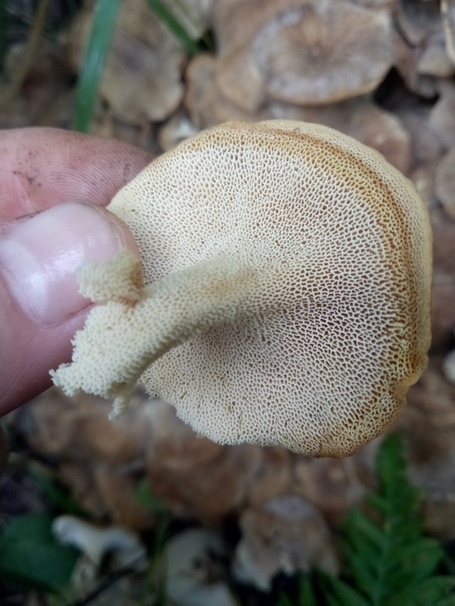 Филлопорус гриб