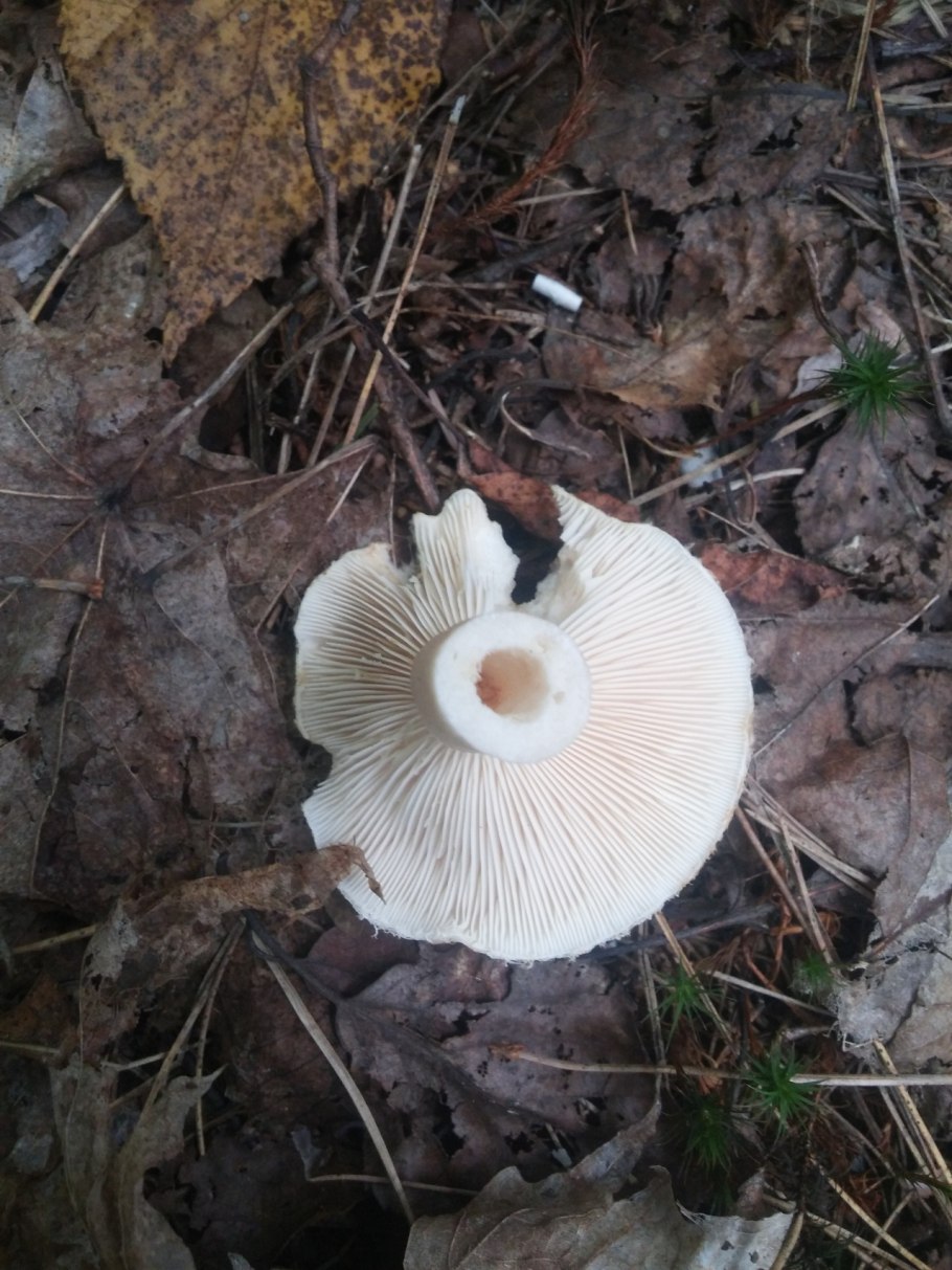 Сыроежка розовая Russula rosea
