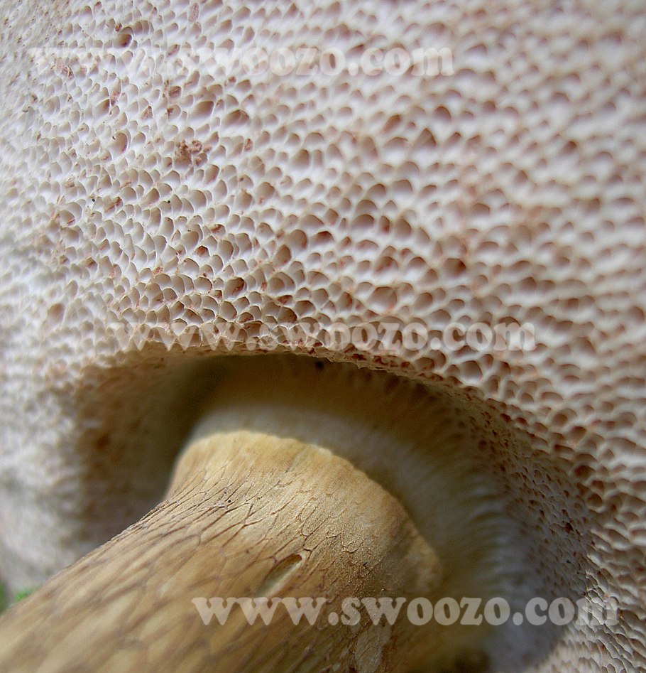 Ежовик жёлтый Hydnum repandum