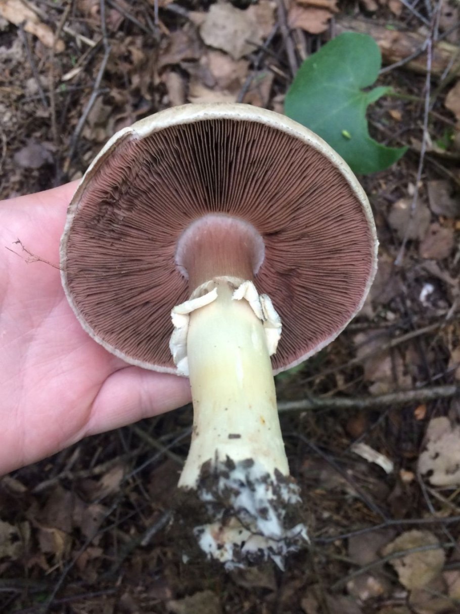 Пластинчатые грибы шампиньоны