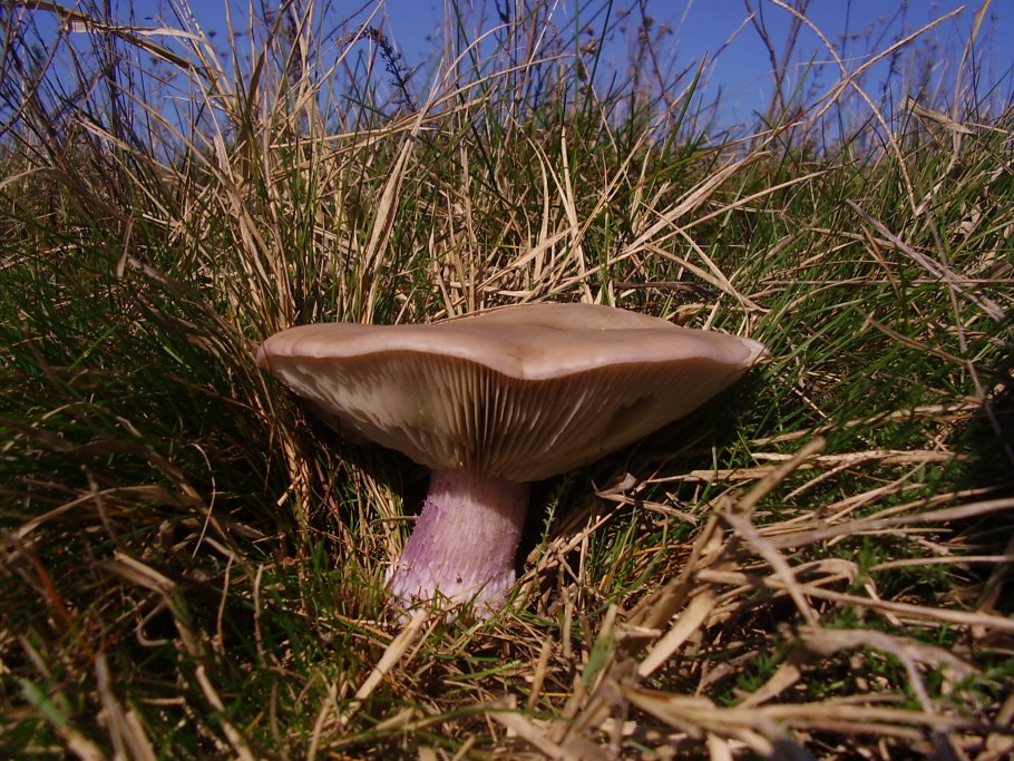Lactarius subdulcis