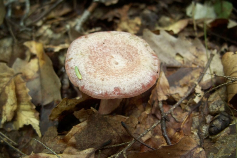 Пластинчатый гименофор