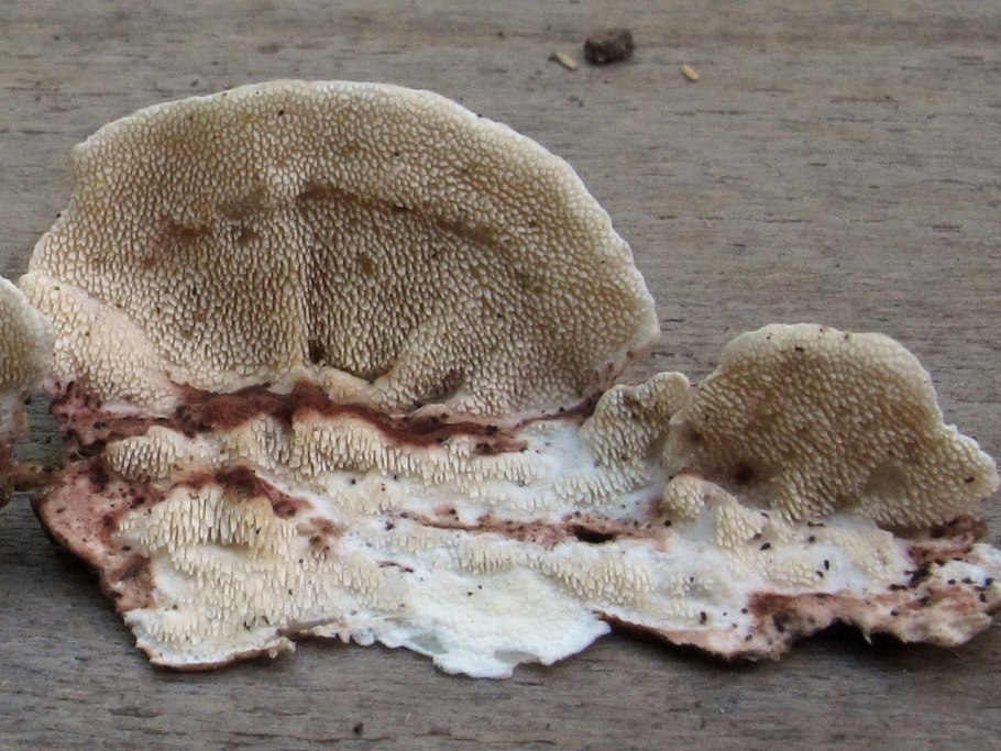 Волнушка белая Lactarius pubescens