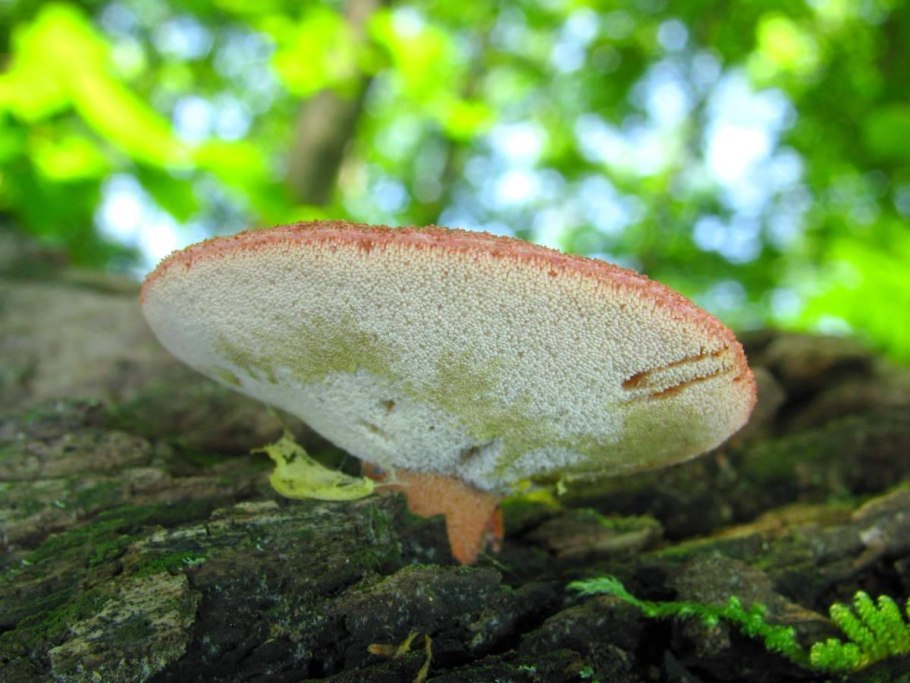 Климакоцистис Северный climacocystis Borealis