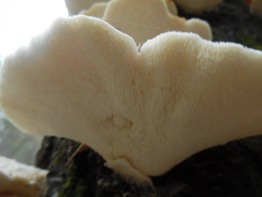 Климакоцистис северный