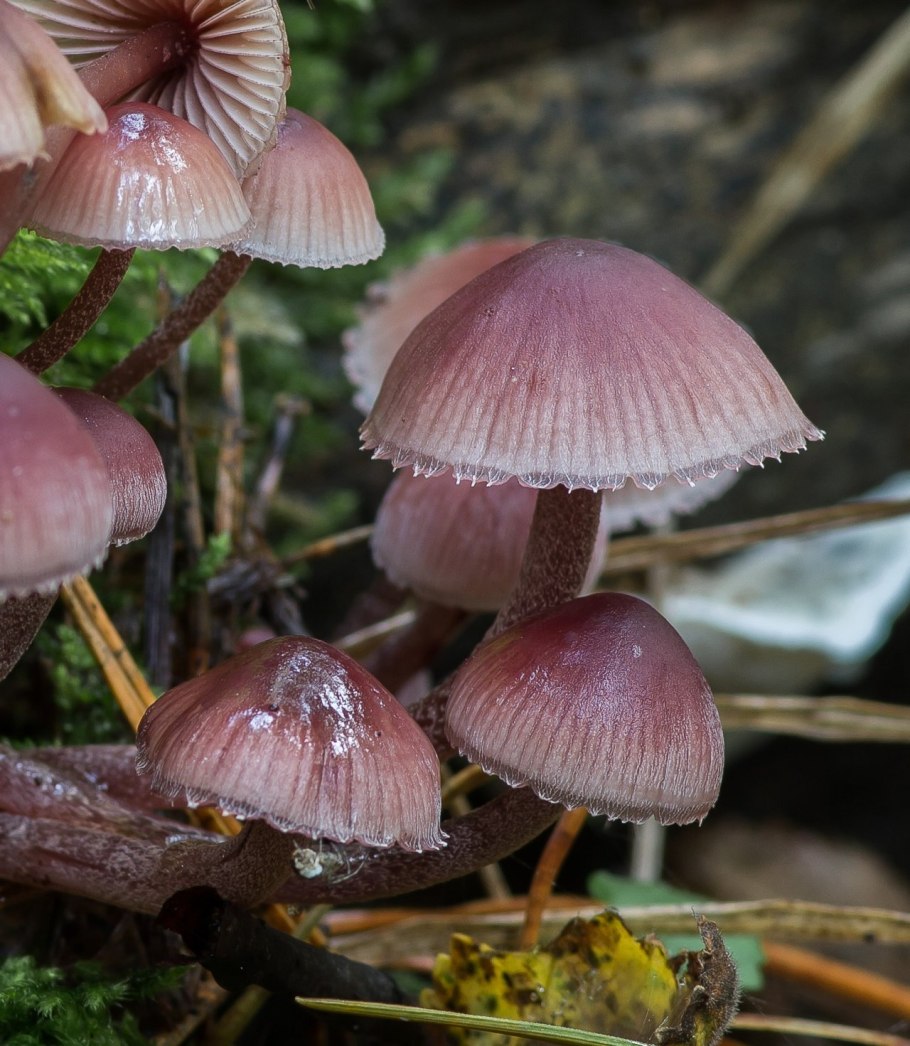 Боровик красно-желтый (Boletus rhodoxanthus)