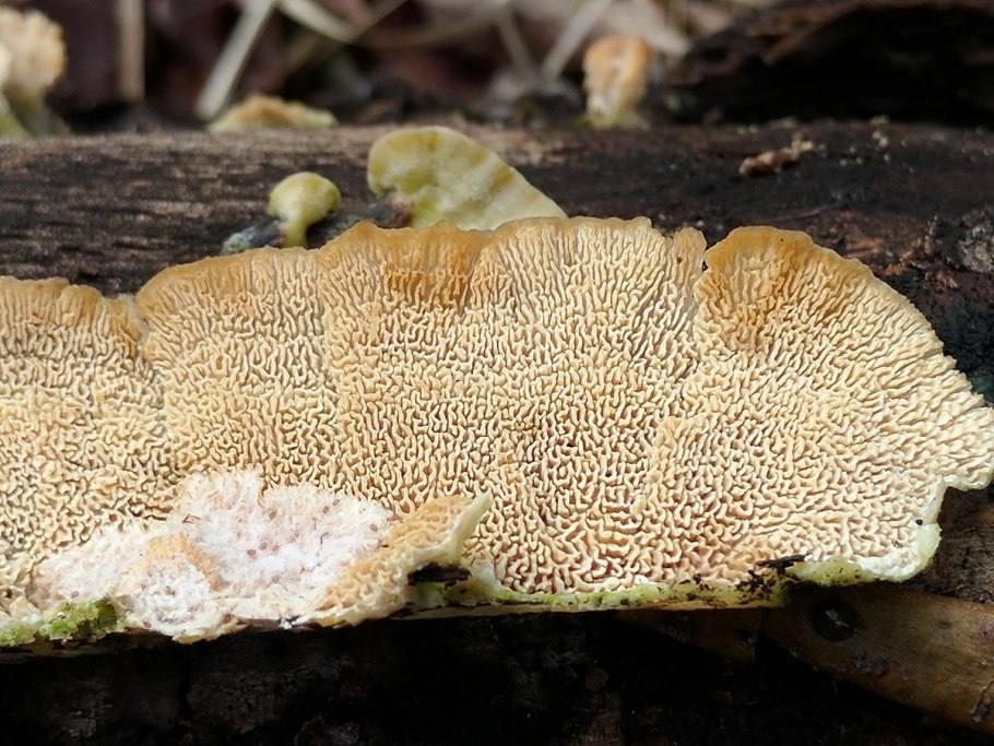 Steccherinum ochraceum