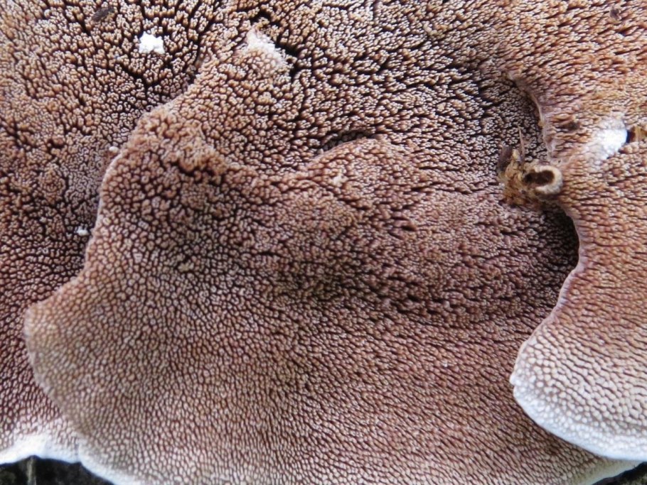 Рыжики пластинчатые грибы