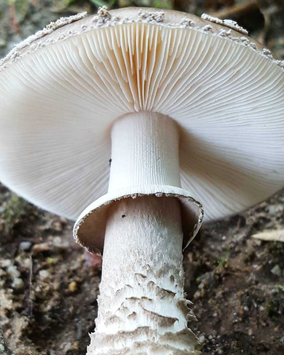 Гриб подгруздок чернеющий