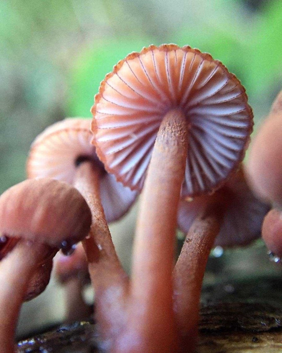 Мухомор шляпка снизу